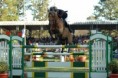 /album/the-best-jump-1-60m-fotos-retiradas-do-site-horseback/a019-jpg/